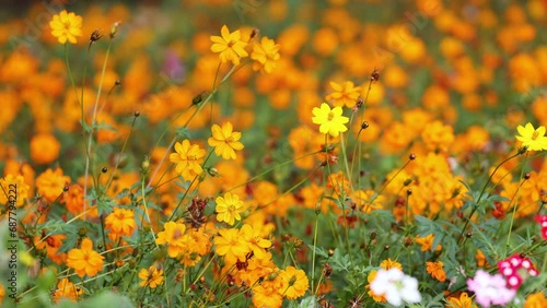 The park is planted in abundance with cosmos sulphureus photo