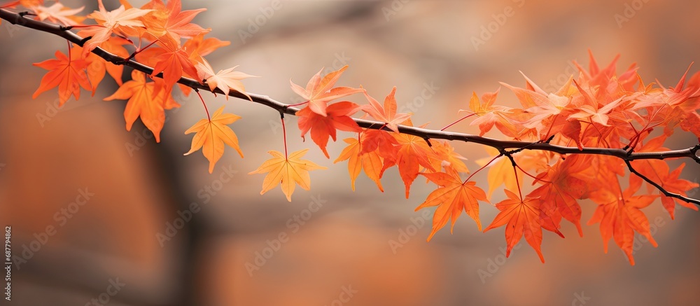 Autumnal maple.