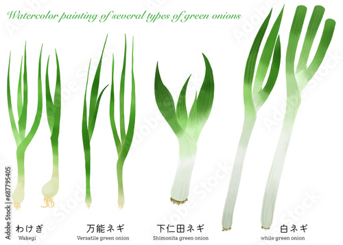 Fotografia 水彩で描いたネギとわけぎのイラストセット／Illustration set of green onions and onions drawn in waterc