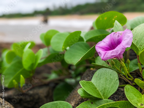 pink flower in the garden