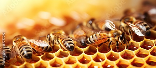 Close up of a queen cell in a honey bee colony, specifically a swarm or supersedure cell, where a queen will be raised. photo