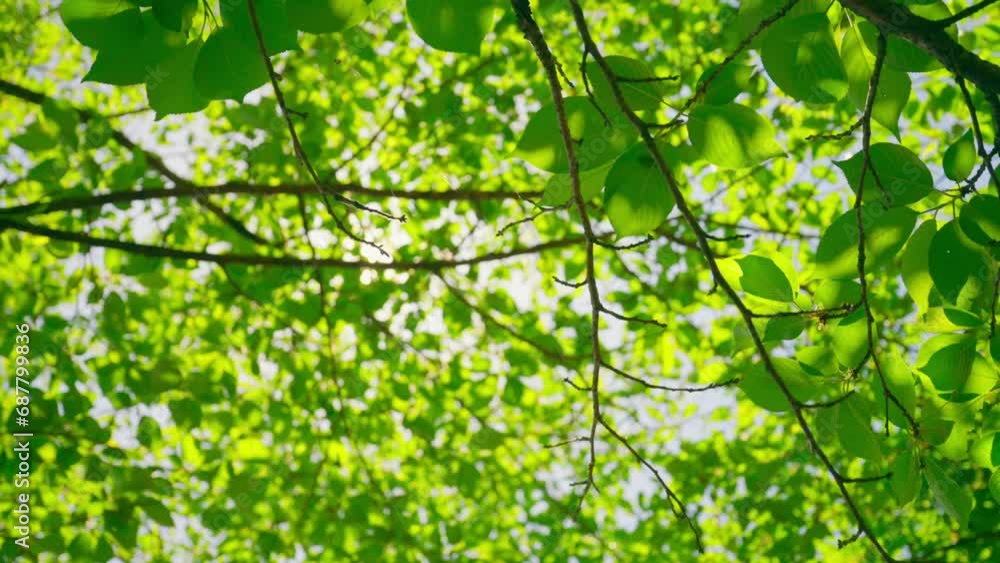 Slow motion sakura branches leaves with light breeze in spring, on a sunny day Slow motion sakura branches leaves with light breeze in spring, on a sunny day