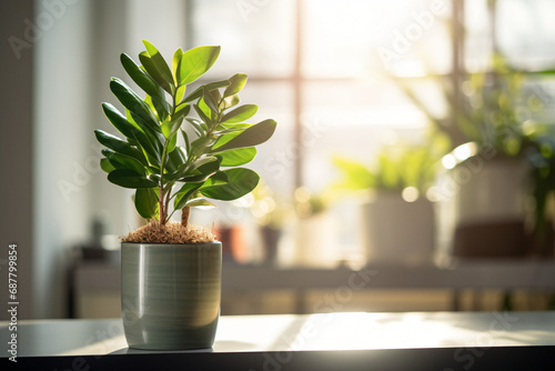 Fotomurale Green Zamioculcas plant in a sunny room