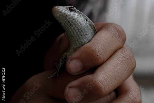 one of the types of garden lizard in the hand