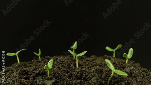 Growing plants in spring timelapse, sprouts germination newborn Cucumber plant in greenhouse agriculture. Sprout rotation, 4k