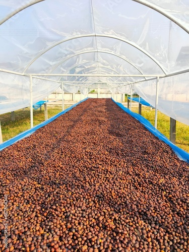 coffee beans under the sun for dry process