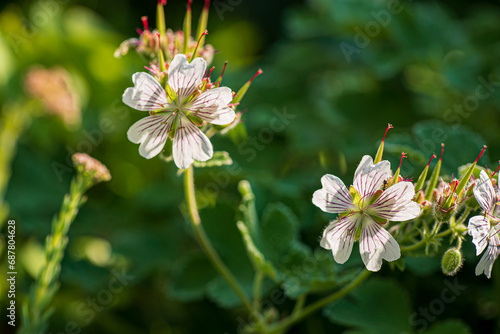 garden geranium  in the summer field