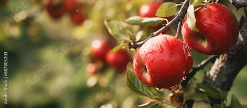 Apple scab infects fruits in an orchard. photo