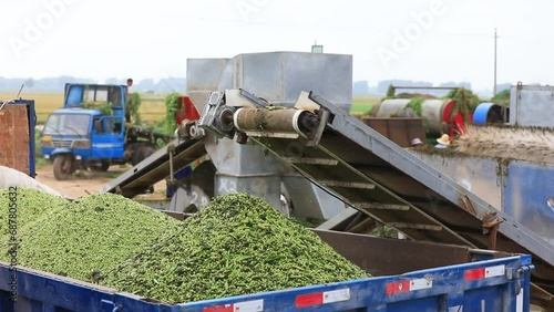 Peas on the drive belt, North China