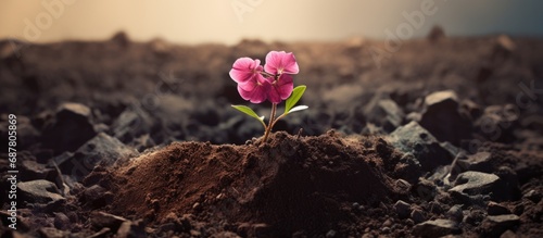 Heart-shaped art piece with a beautiful pink flower resembling a living heart, planted with Moses in soil for long-term survival.