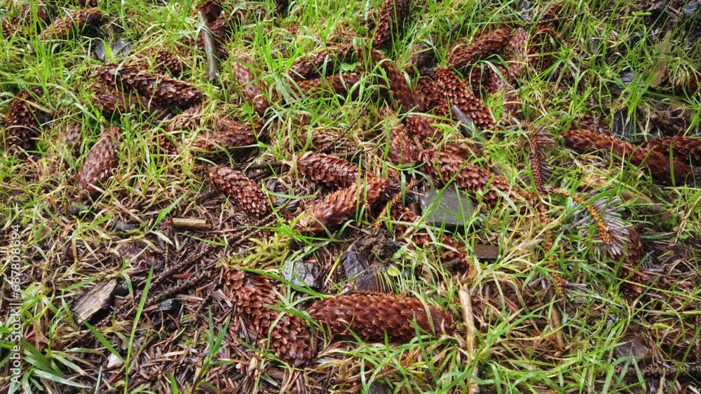 Believer forest floor full of fallen cones from the Norway spruce trees in the forest in Dartmoor National Park in England Believer forest floor full of fallen cones from the Norway spruce trees in the forest in Dartmoor National Park in England