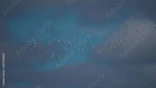 A massive flock of migrating birds in the dark stormy autumn sky. Slow-motion, pan follow. photo