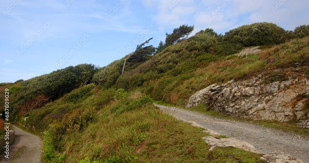 wide shot of vegetation and trees growing angled by the wind at Bessy's Cove, The Enys, cornwall wide shot of vegetation and trees growing angled by the wind at Bessy's Cove, The Enys, cornwall