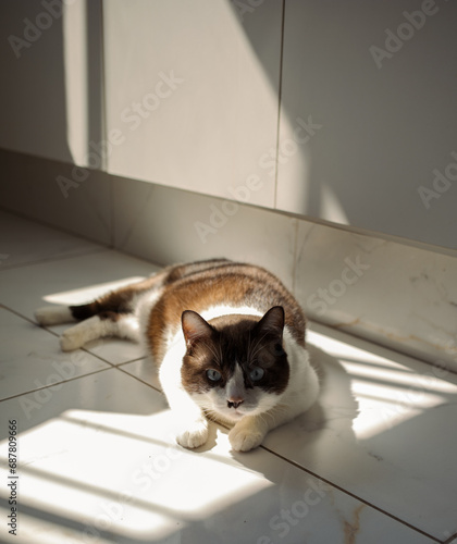 cat in a window