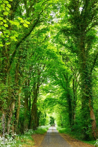 path in the forest