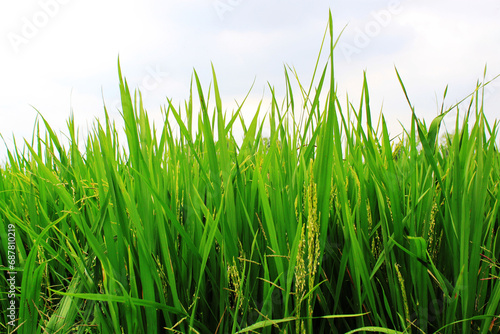 The lush green rice plants are sprouting against the sky.