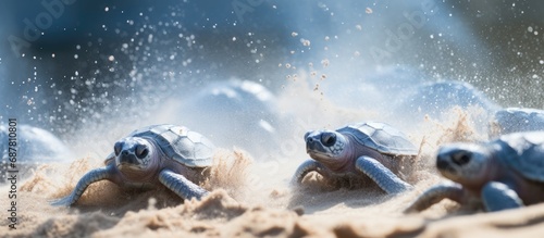 Loggerhead baby sea turtles hatching in Hikkaduwa, Sri Lanka turtle farm. photo