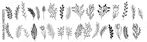Wild flowers vector collection. Set hand drawn curly grass and flowers on white isolated background. Botanical illustration. Decorative floral picture. 