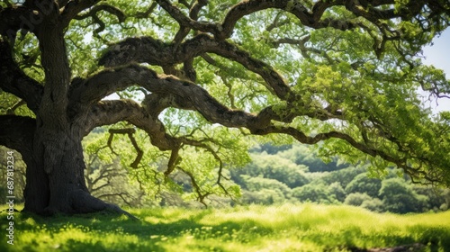 Close up majestic old oak tree giving shade in the springtime, 