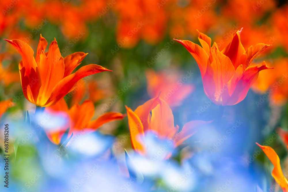 Fototapeta premium ネモフィラの向こうのチューリップ20210403