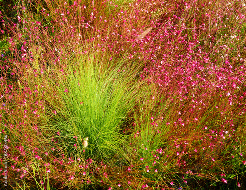 Motley grasses in bloom. Nature background.