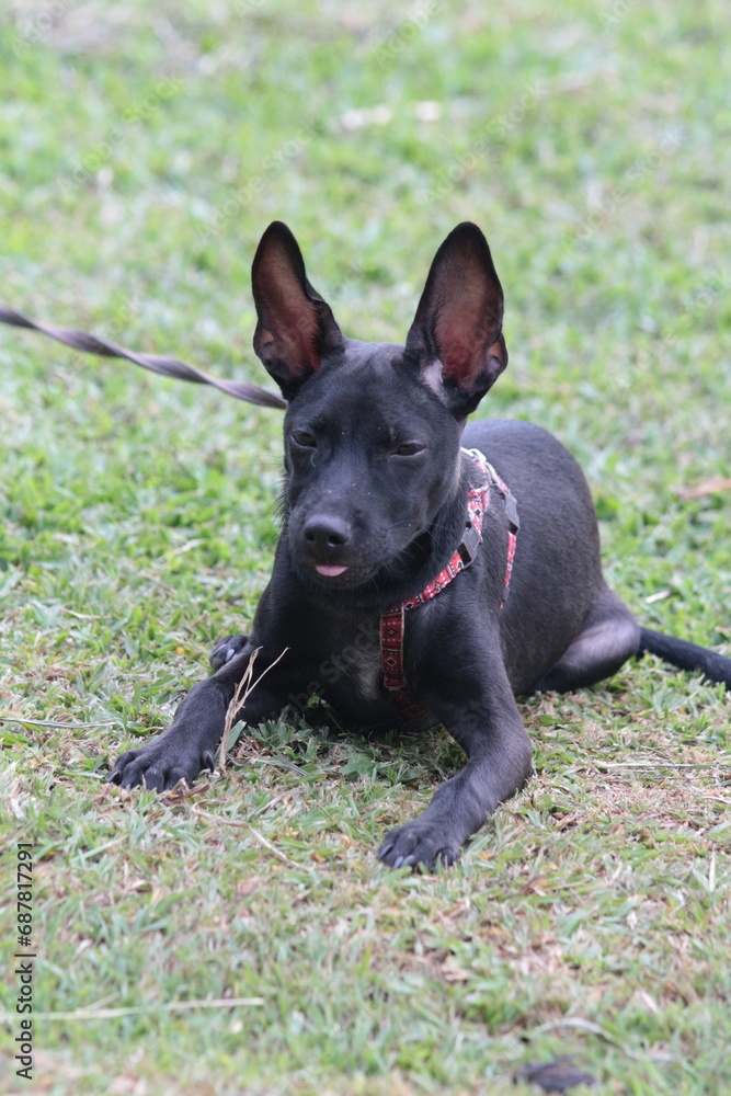 A small black puppy outside in the sunshine. the dog is 4 months old and is wearing a collar that is mostly red. A small black puppy outside in the sunshine. the dog is 4 months old and is wearing a collar that is mostly red.