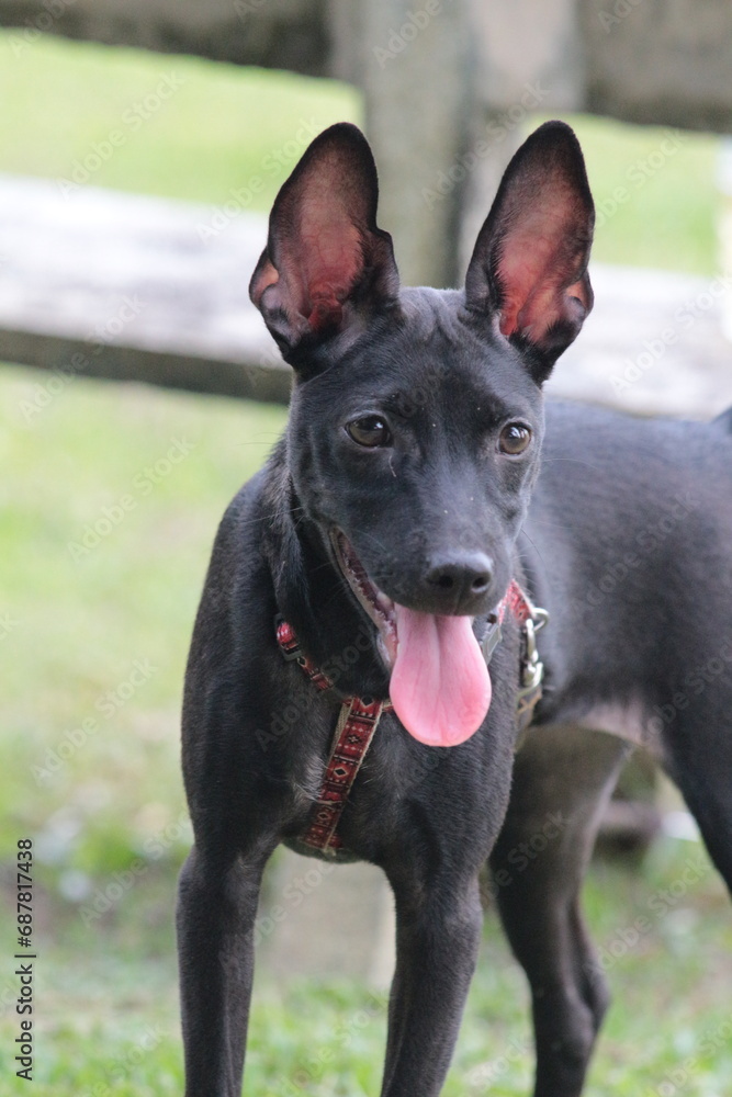 A small black puppy outside in the sunshine. the dog is 4 months old and is wearing a collar that is mostly red. A small black puppy outside in the sunshine. the dog is 4 months old and is wearing a collar that is mostly red.