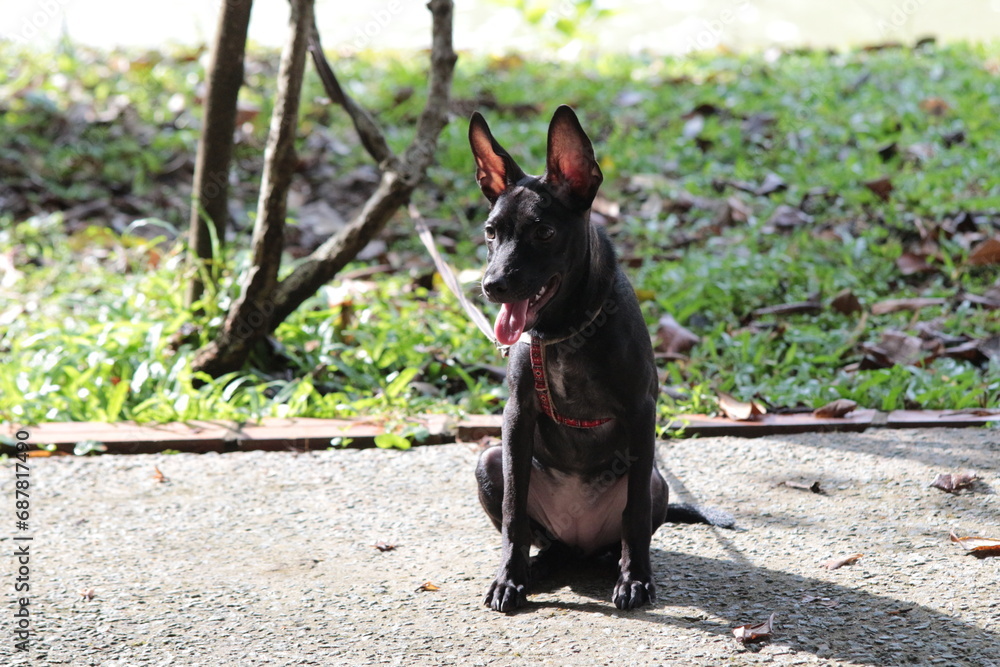 A small black puppy outside in the sunshine. the dog is 4 months old and is wearing a collar that is mostly red. A small black puppy outside in the sunshine. the dog is 4 months old and is wearing a collar that is mostly red.