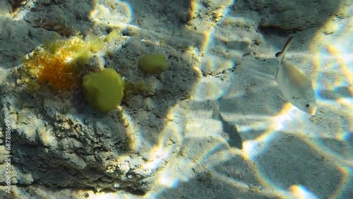 Video of the underwater life at the shallow water of Elafonissi Beach. Crete. Greece photo