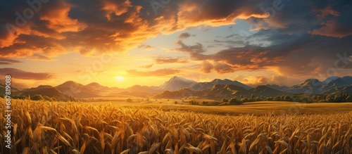 Corn field sunset © 2rogan