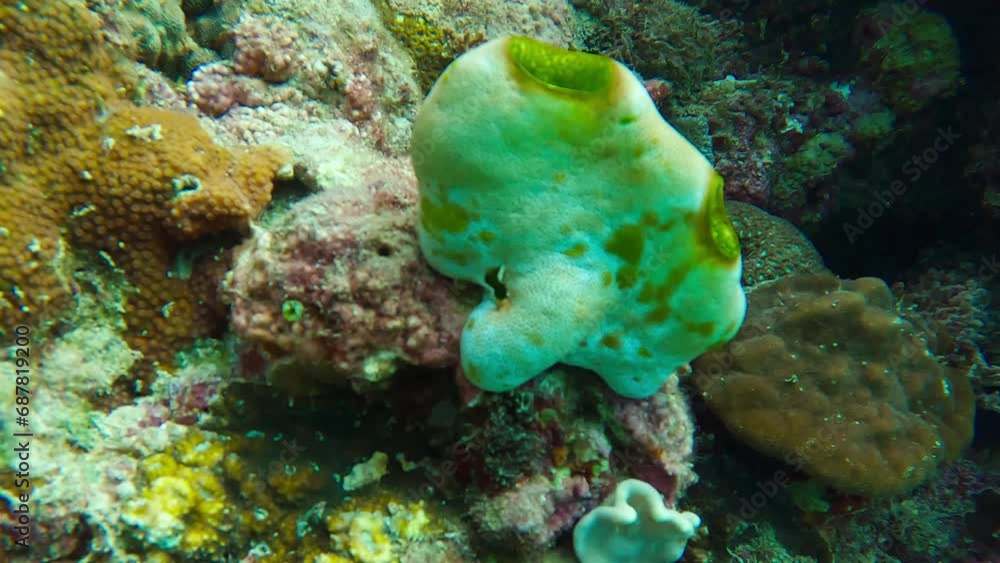 frog fish with the corals on the background blue crystal water frog fish with the corals on the background blue crystal water