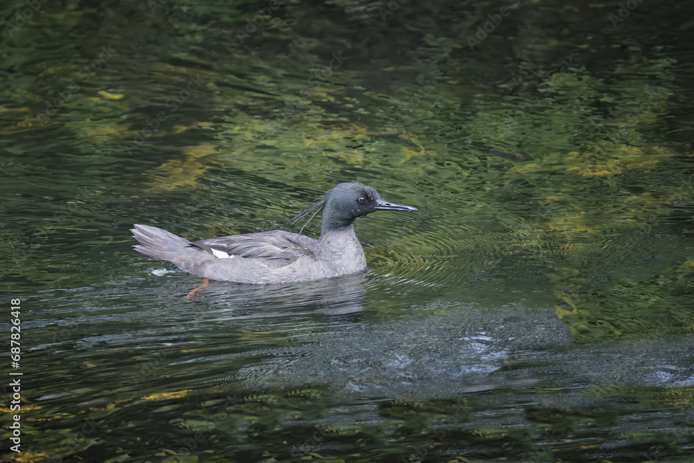 Brazilian merganser (Mergus octosetaceus) swimming in a river, Serra da Canastra National Park, Minas Gerais, Brazil Brazilian merganser (Mergus octosetaceus) swimming in a river, Serra da Canastra National Park, Minas Gerais, Brazil