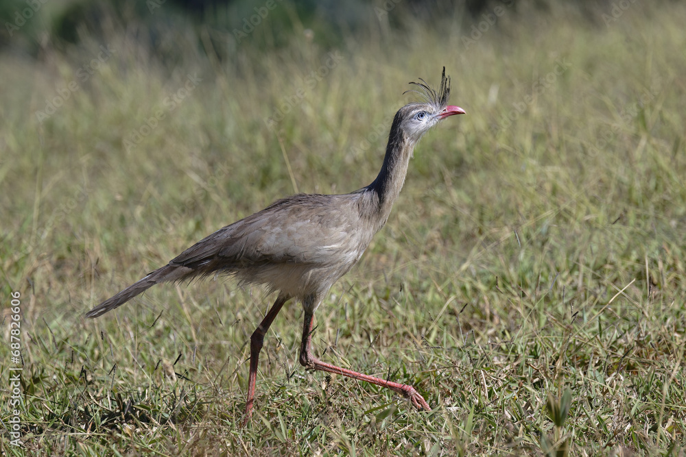 Naklejka premium Red-legged Seriema or Crested Seriema (Cariama cristata) running over grass, Serra da Canastra National Park, Minas Gerais, Brazil