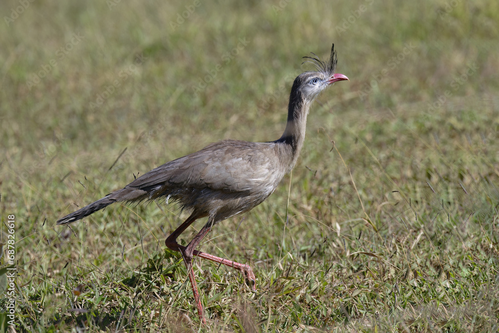 Red-legged Seriema or Crested Seriema (Cariama cristata) running over grass, Serra da Canastra National Park, Minas Gerais, Brazil