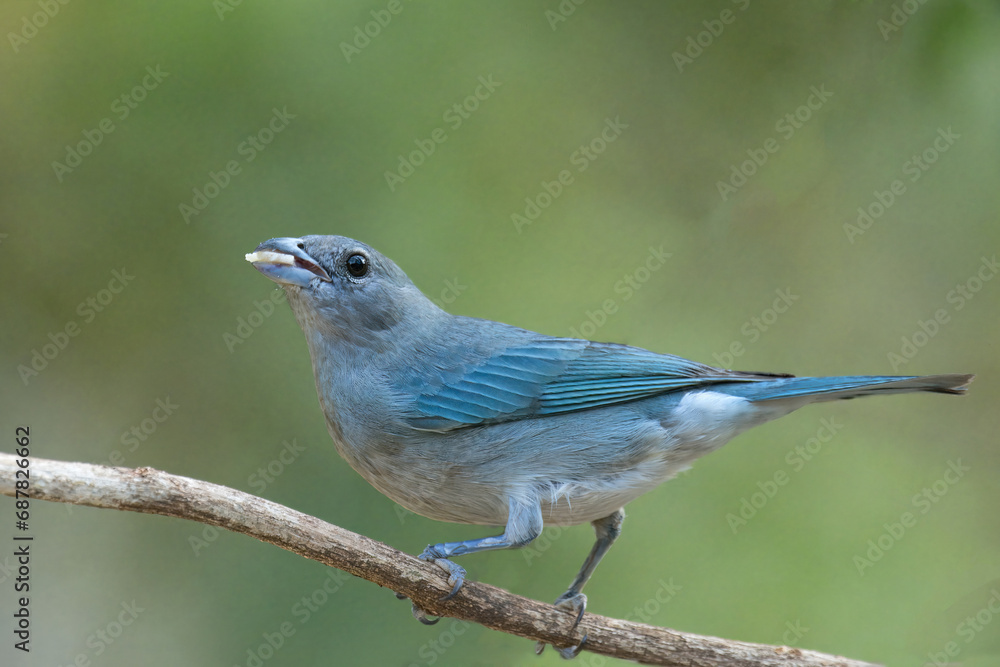 Palm Tanager (Thraupis palmarum), Serra da Canastra National Park, Minas Gerais, Brazil Palm Tanager (Thraupis palmarum), Serra da Canastra National Park, Minas Gerais, Brazil