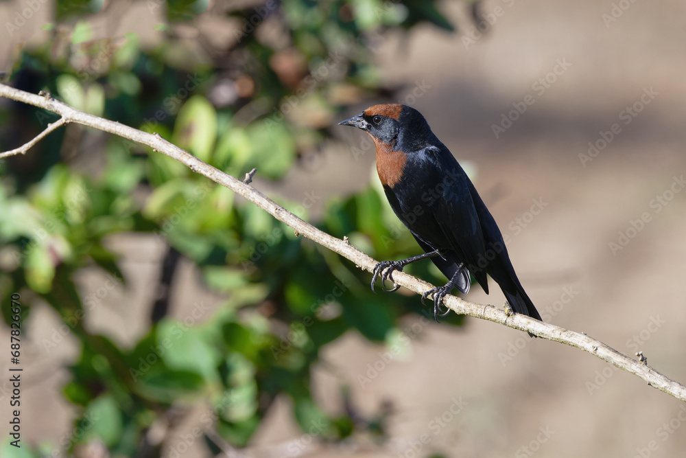 Male Chestnut-capped Blackbird (Chrysomus ruficapillus) seating on a branch, Serra da Canastra National Park, Minas Gerais, Brazil Male Chestnut-capped Blackbird (Chrysomus ruficapillus) seating on a branch, Serra da Canastra National Park, Minas Gerais, Brazil