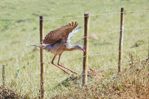 Red-legged Seriema or Crested Seriema (Cariama cristata) flying and jumping over wires, Serra da Canastra National Park, Minas Gerais, Brazil photo