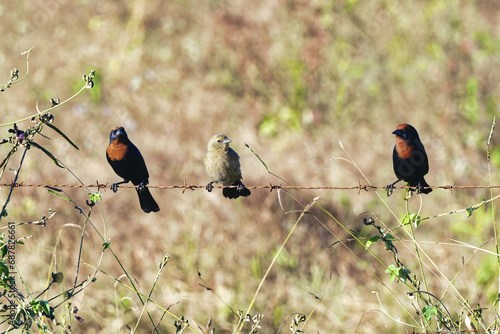 Group of Chestnut-capped Blackbird (Chrysomus ruficapillus) seating on a wire, Serra da Canastra National Park, Minas Gerais, Brazil photo