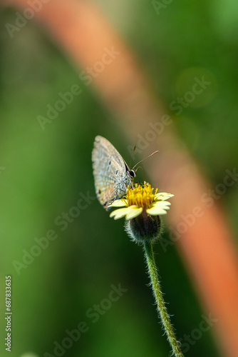 Chilades lajus, the lime blue, is a small butterfly found while pollinating wild flowers selective focused  photo