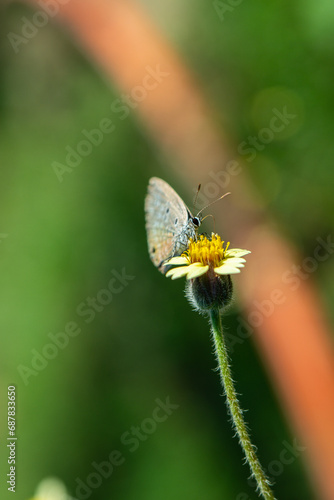 Chilades lajus, the lime blue, is a small butterfly found while pollinating wild flowers selective focused  photo