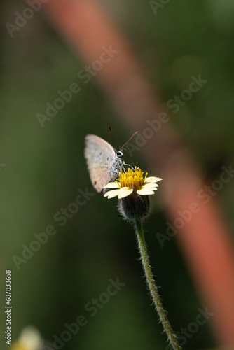 Chilades lajus, the lime blue, is a small butterfly found while pollinating wild flowers selective focused  © CLICK ON THE WAY