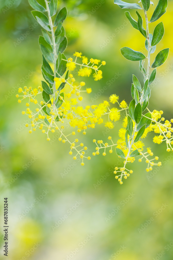 ミモザの花 ミモザの花