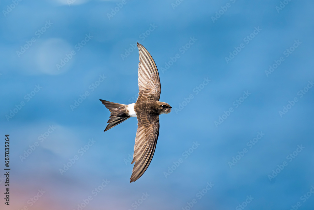 Obraz premium アマツバメ飛翔