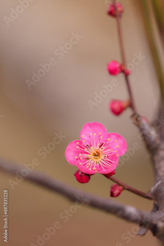 梅の花