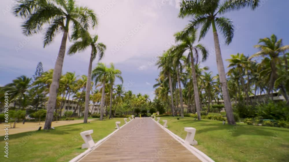 walk between palm trees. Symmetrical walk in tropical landscape. cinematic shot walk between palm trees. Symmetrical walk in tropical landscape. cinematic shot