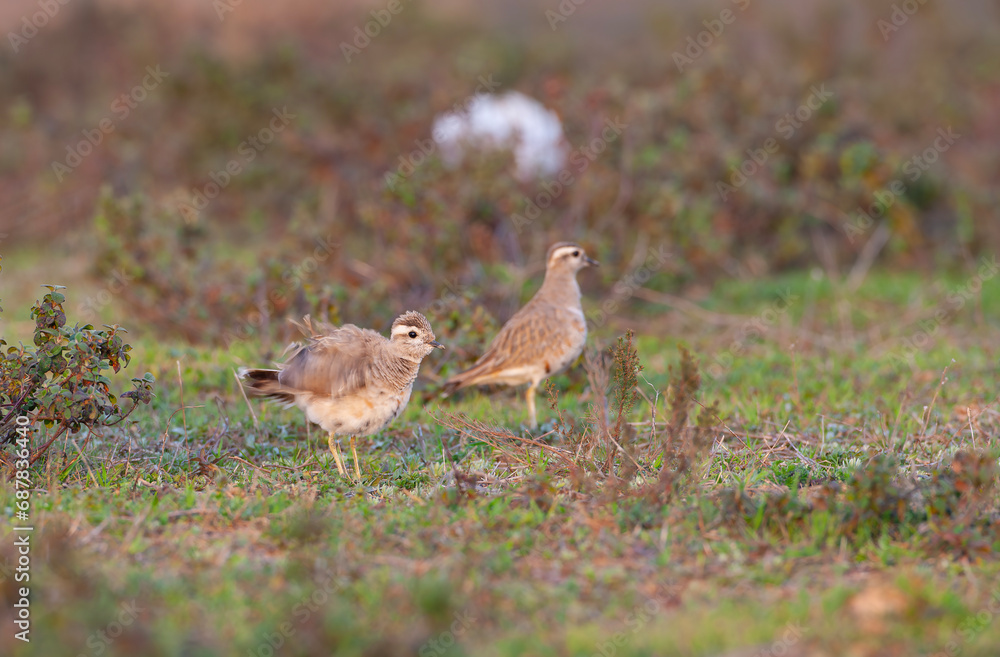 a medium-sized bird resting after migration, Eurasian Dotterel, Charadrius morinellus a medium-sized bird resting after migration, Eurasian Dotterel, Charadrius morinellus