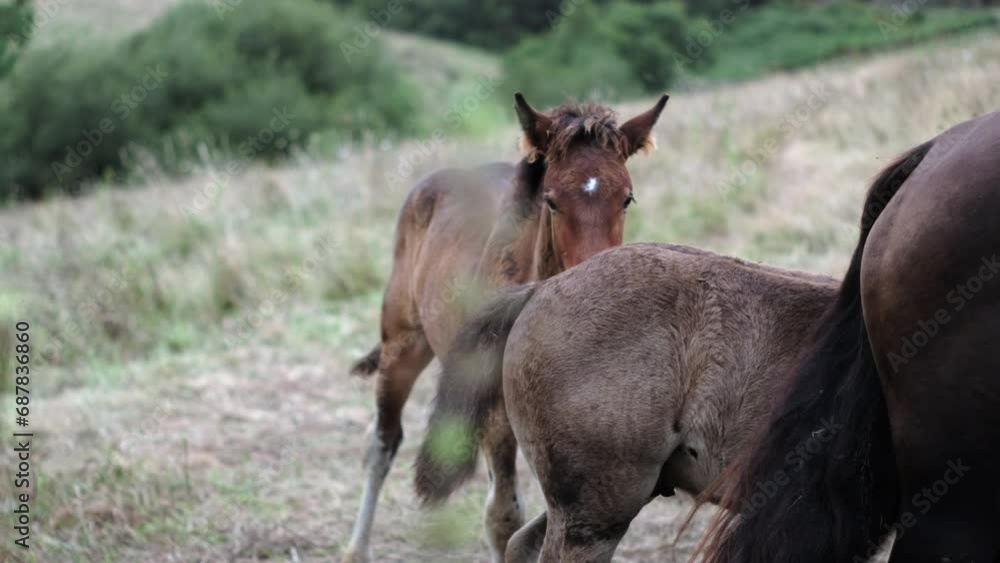 Rural Pasture Play: Young Foals Engaging in Playful Antics Amidst Countryside Horses Rural Pasture Play: Young Foals Engaging in Playful Antics Amidst Countryside Horses