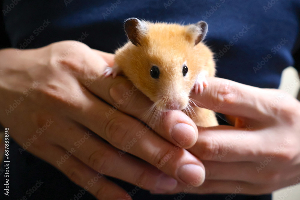 キンクマハムスター キンクマハムスター
