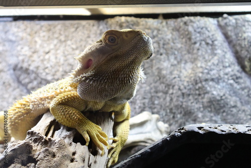 フトアゴヒゲトカゲ