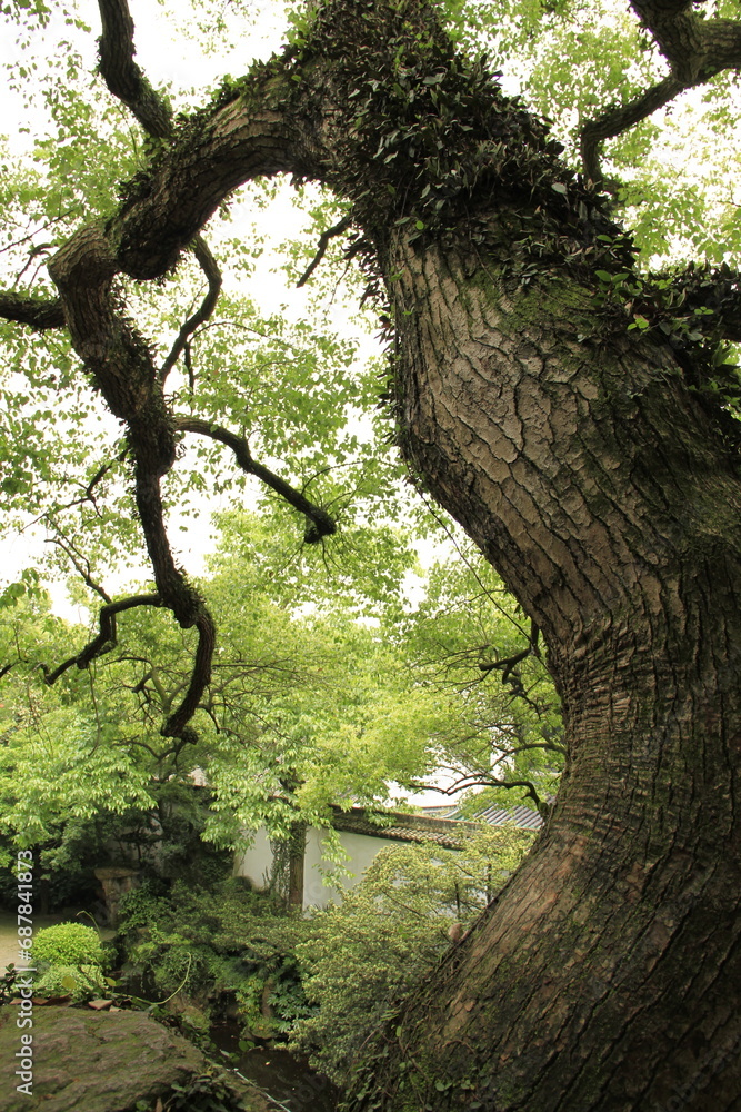 Naklejka premium tree in the park